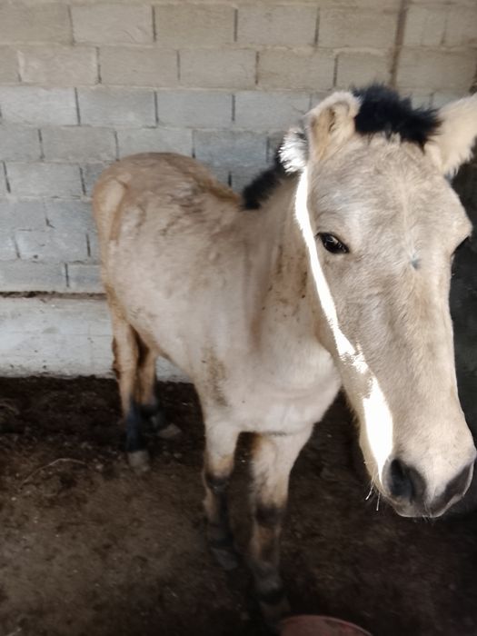 1.5жастан аскан семыз тай сатылады