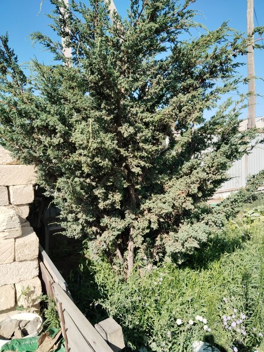 Продаются Можжевельник