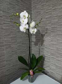 Продам комнатный орхидею