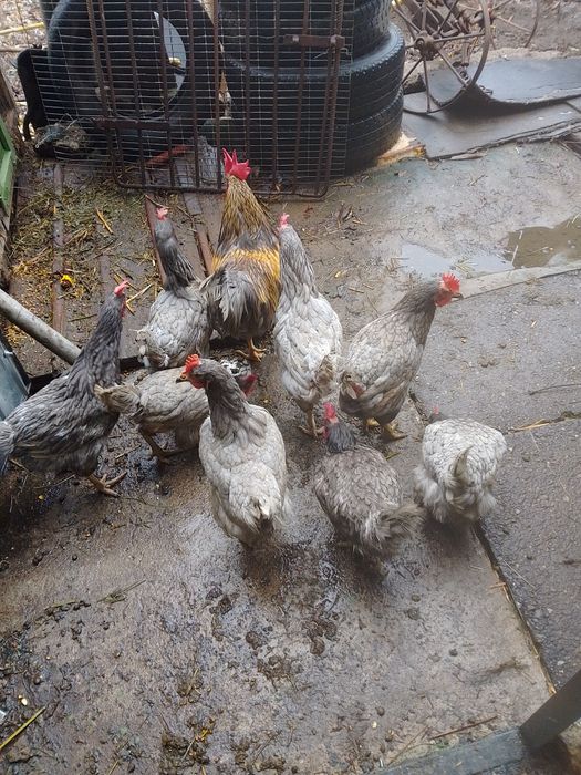 Vând găini de casă tinere