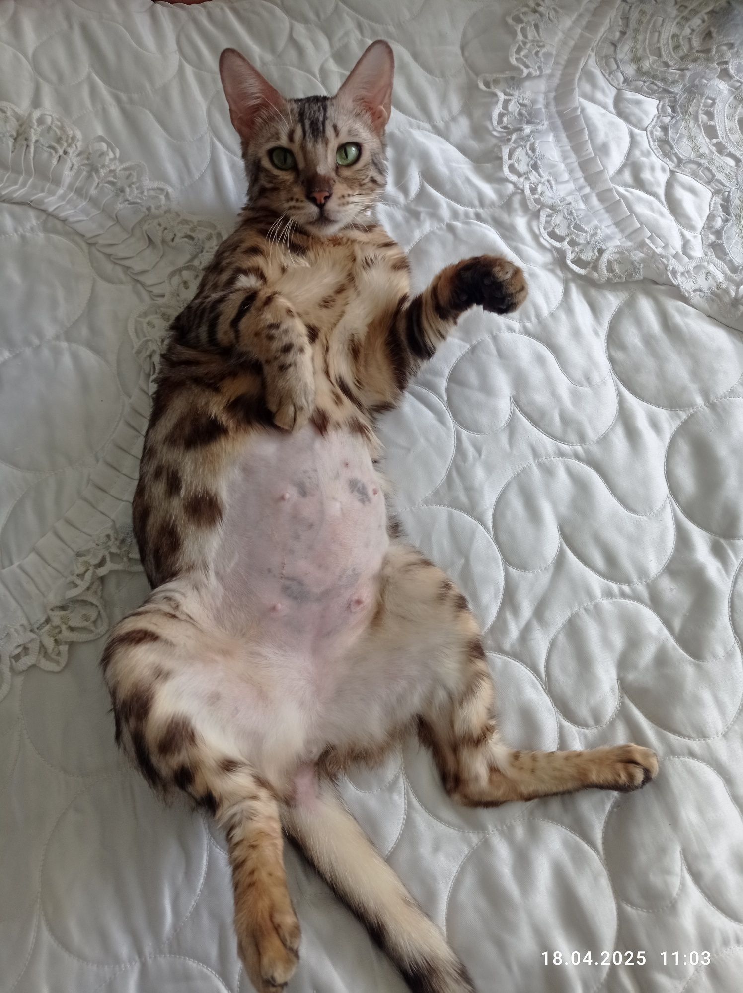 Бенгальский кошка