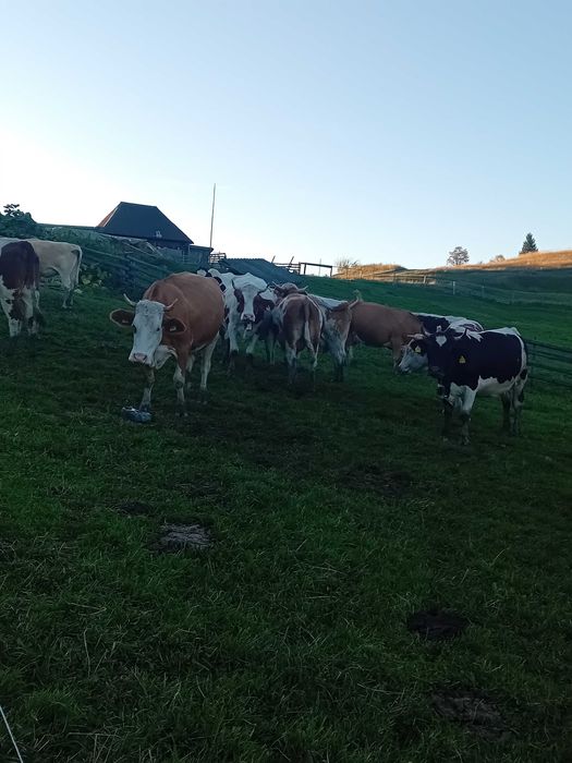 Vând văcuțe din diferite rase