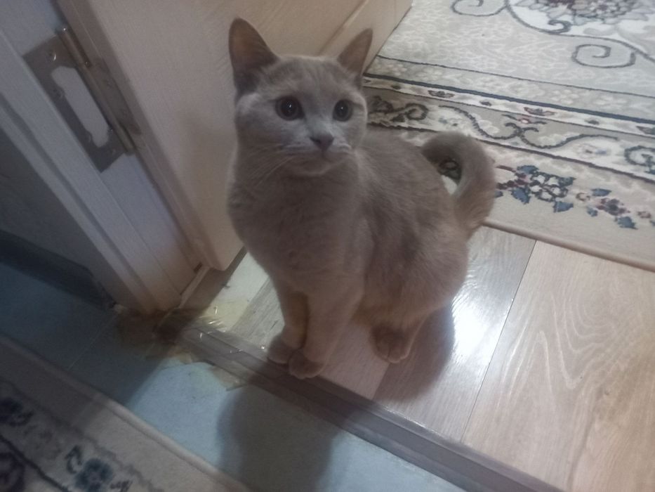 Британский кот в добрые руки