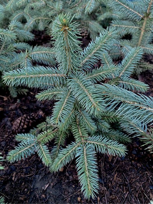 Ель голубая