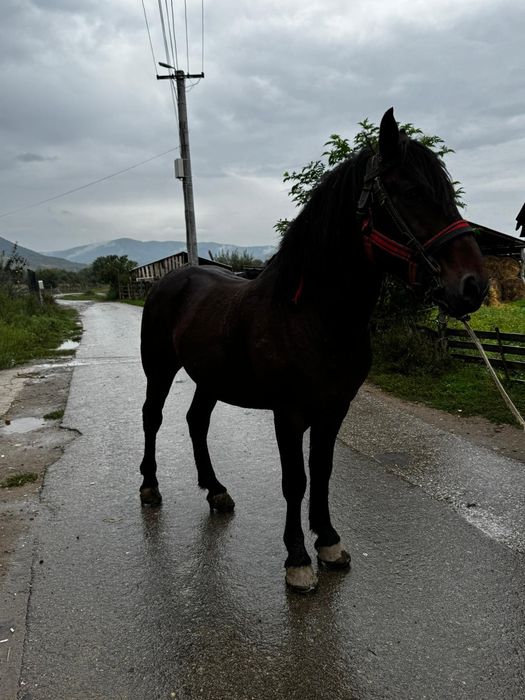 Vând armăsar de 7 ani cu acte în regula se probează la față locului