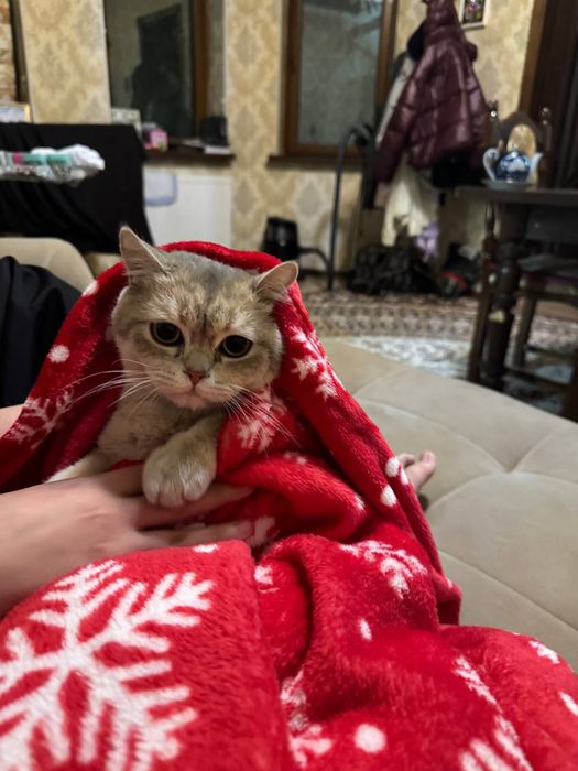 Срочно продаем кота