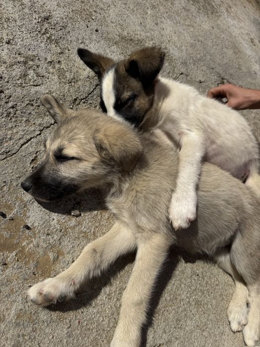 Donez căței foarte iubitori