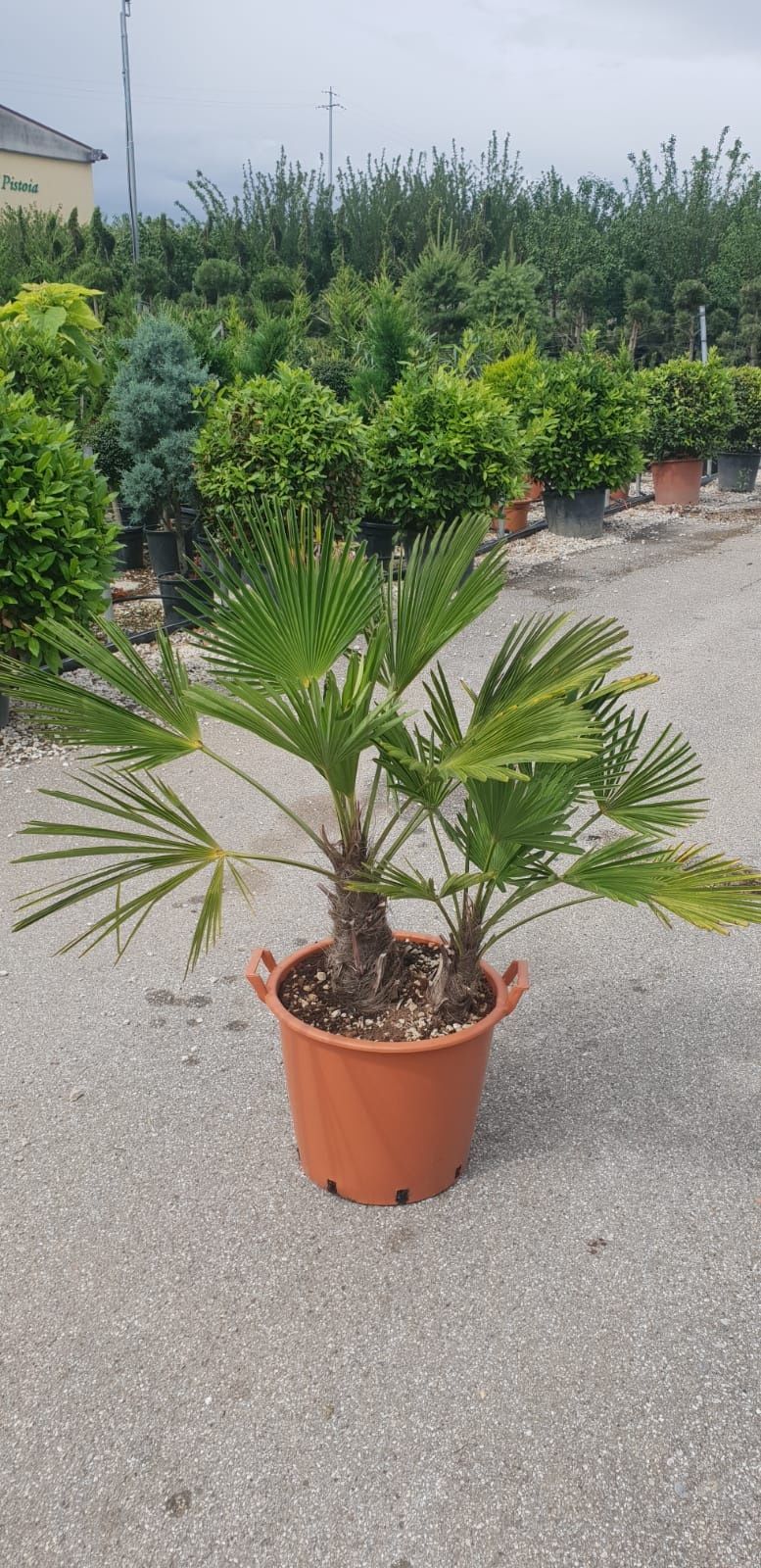 Vând palmieri cycas, humillis, Phoenix, rubellini fortunei