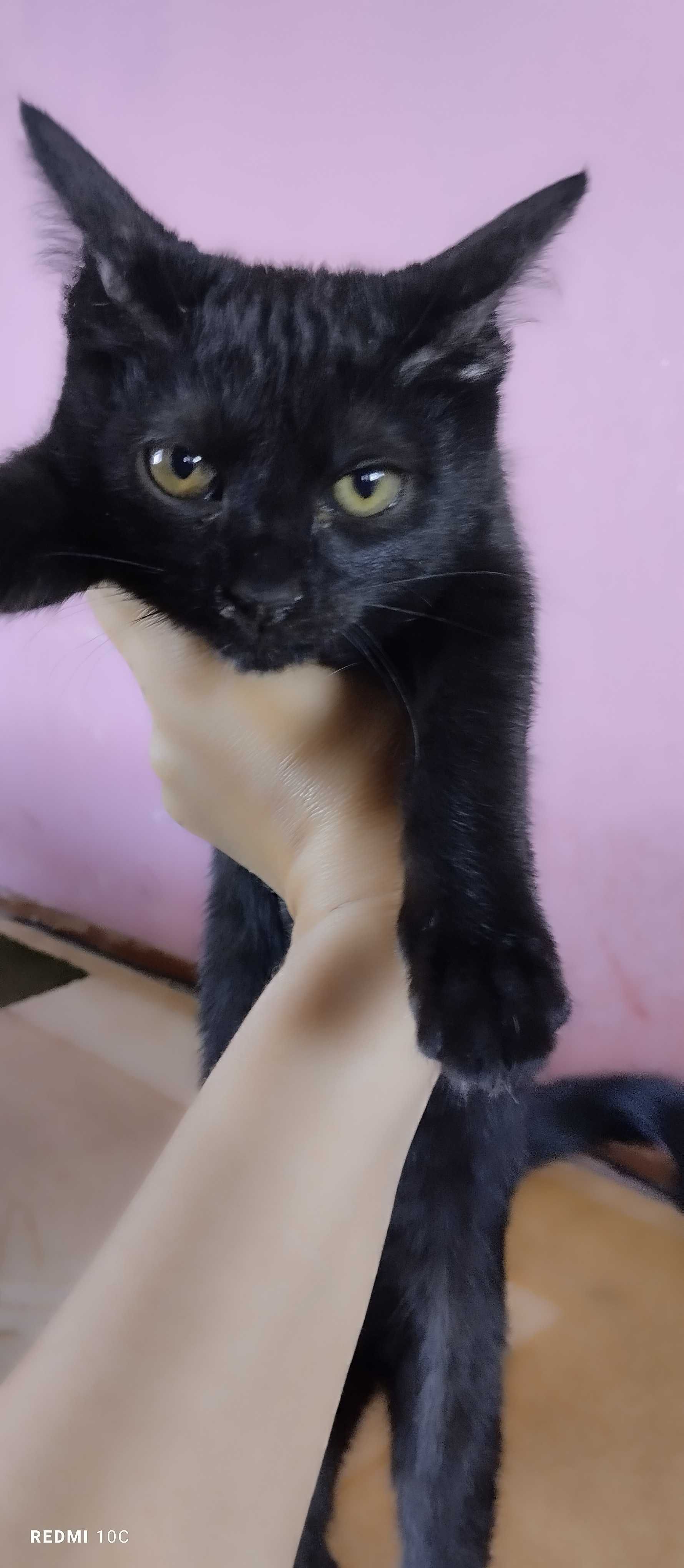 Мушуклар хадияга