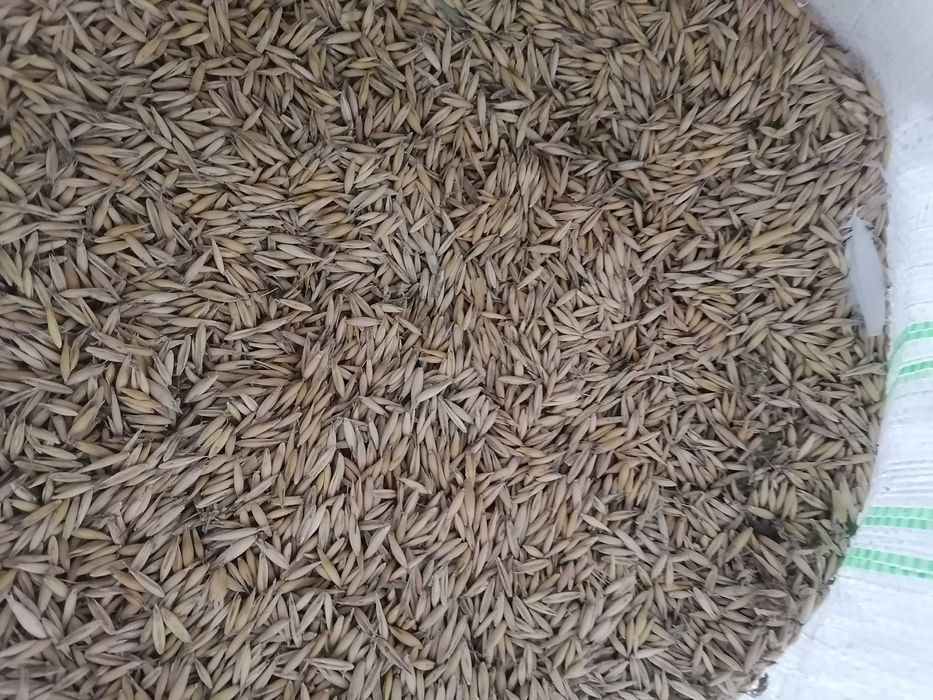 Ovăz soiul Mureșan de vânzare