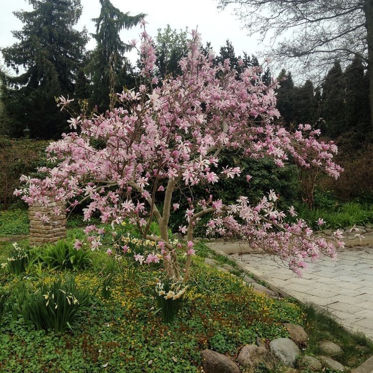 Magnolia Rustica Ruba -Roz închis