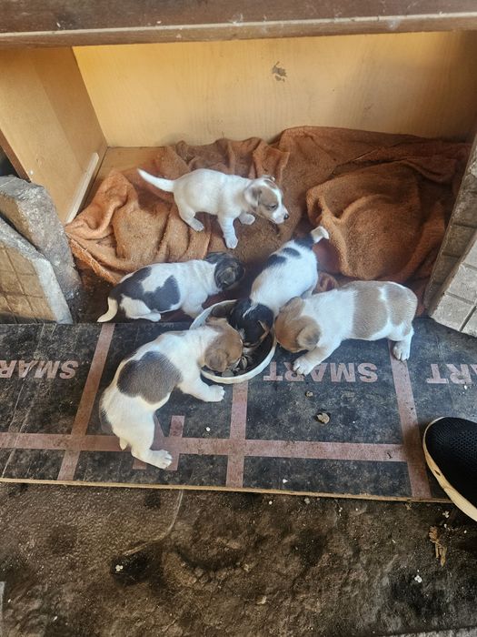 Три момичета и едно момче Джак Ръсел териер