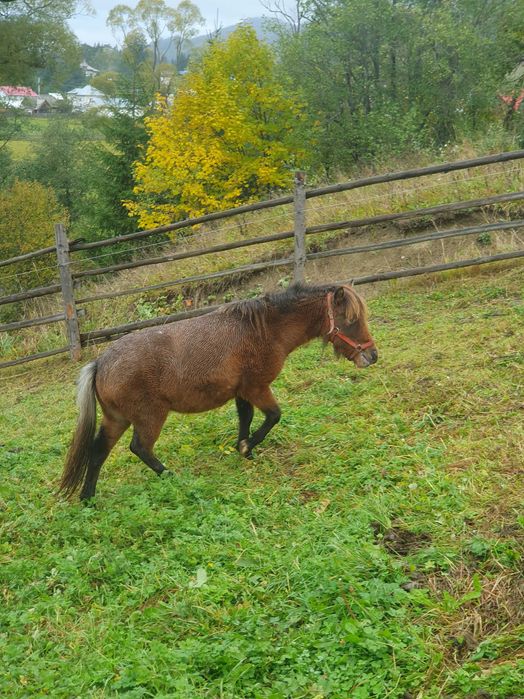 Vând sau schimb poneita 1 an jumătate