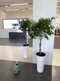 Фикус бенджамина высокие растения для офиса озеленение