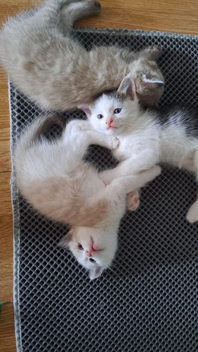 Бесплатно котята