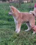 Catelusa akita inu japonez