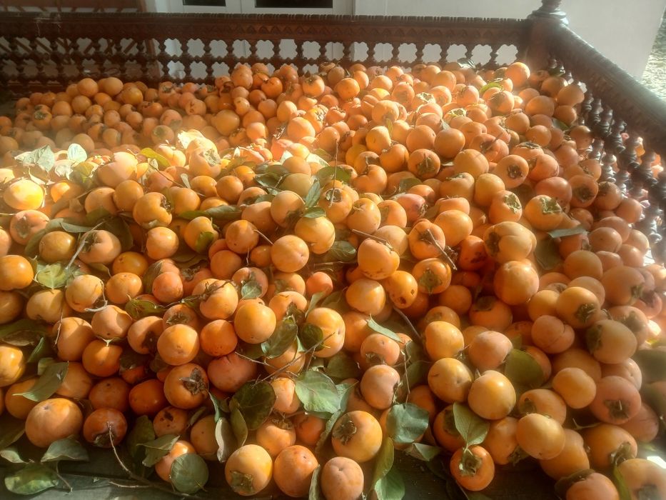 Хурмо бор шакаладни