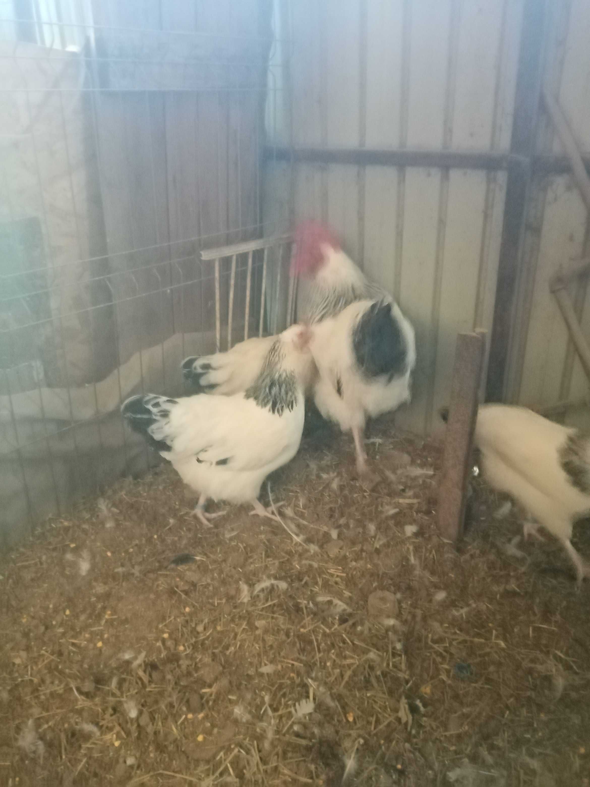 Vând familie găini Susex
