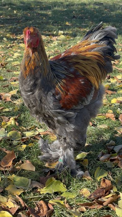 Pereche brahma potarnichiu albastru