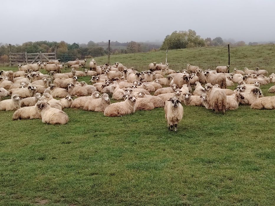 Vand 150 oi turcane frumoase și bune de lapte oi de producție