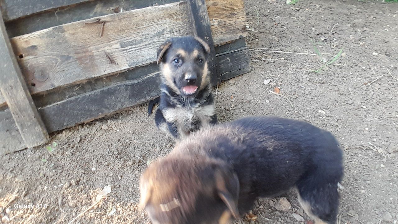 Немска овчарка .