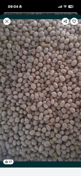 Vand soia productie 2025