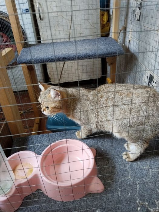 Продаётся британская шиншилла