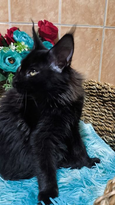 Настоящие ГИГАНТЫ- Мейн Куны