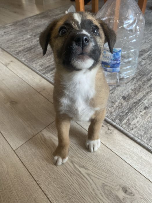 Отдам щенка стаффорда в хорошие руки