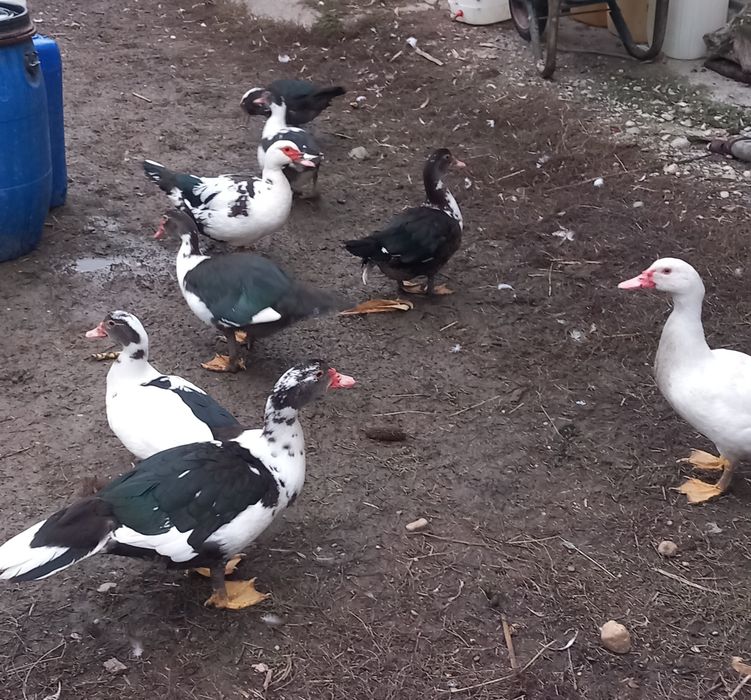 Rate mute de vânzare