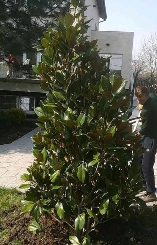 Vând plante ornamentale