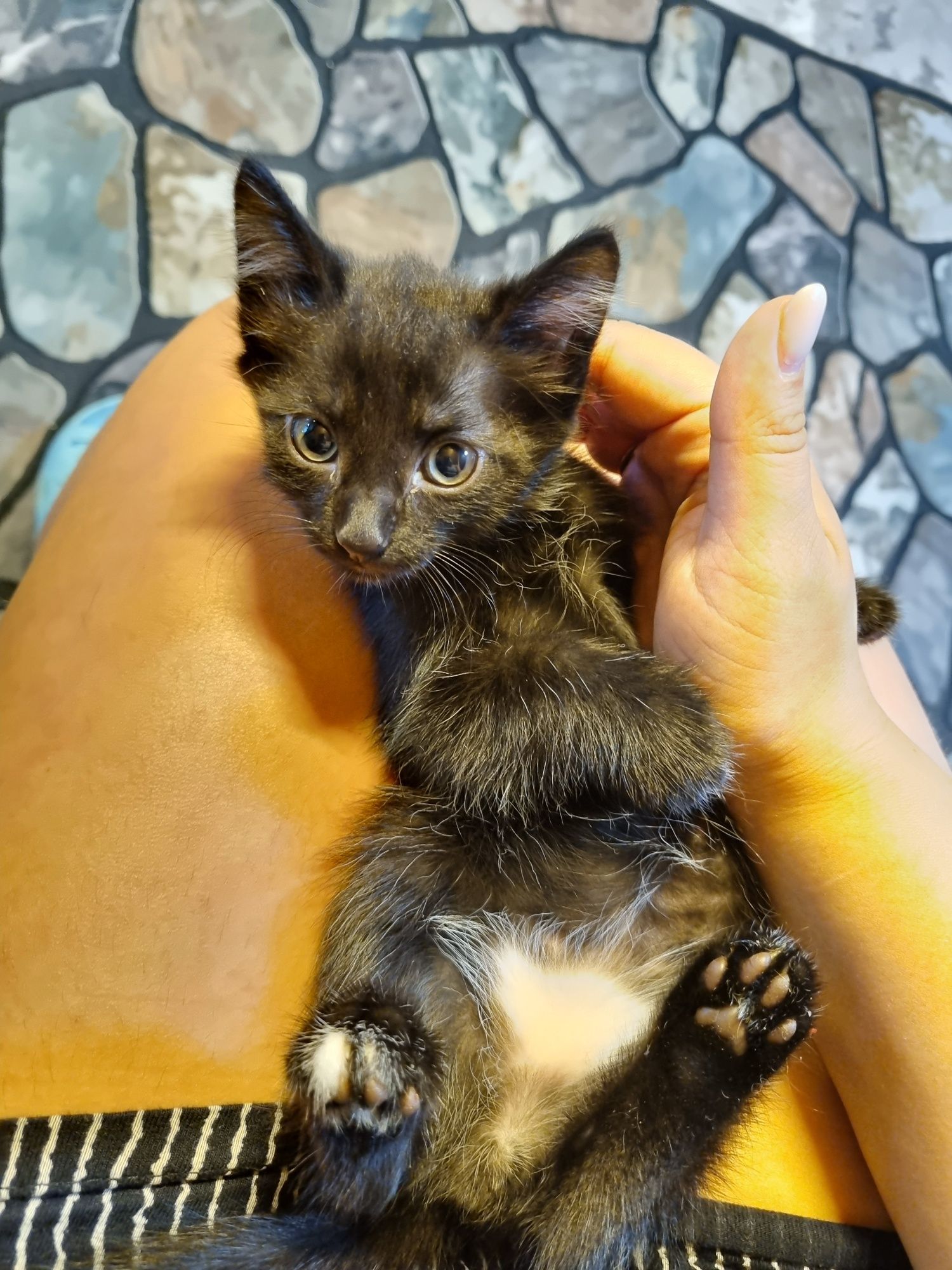 Котята 5 месяцев ищут дом