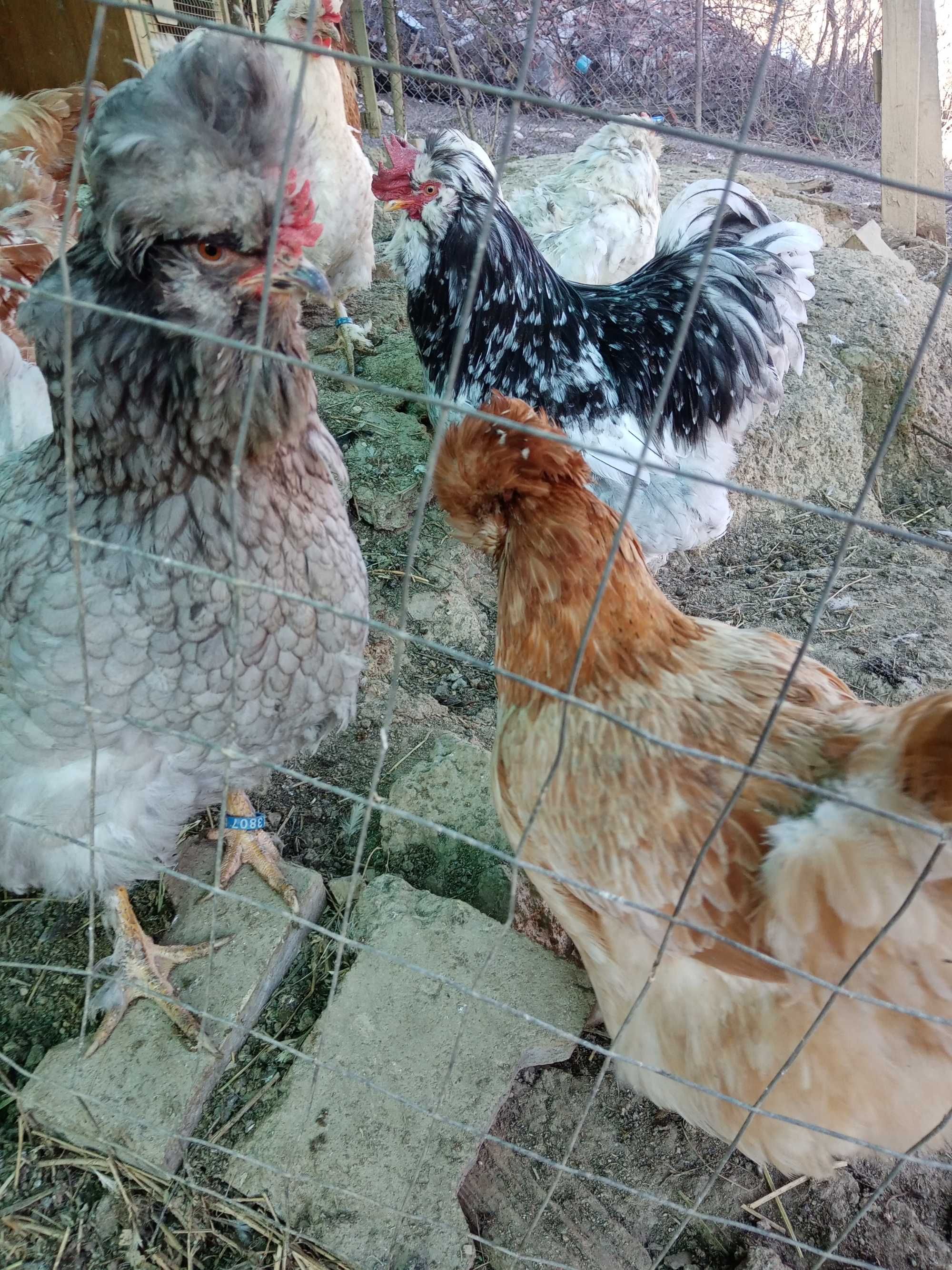 Vând ouă pentru incubat