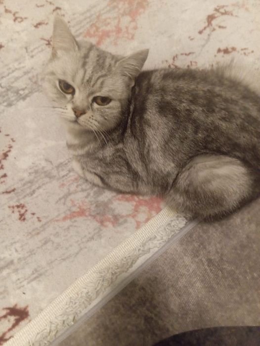 Шотландская кошка