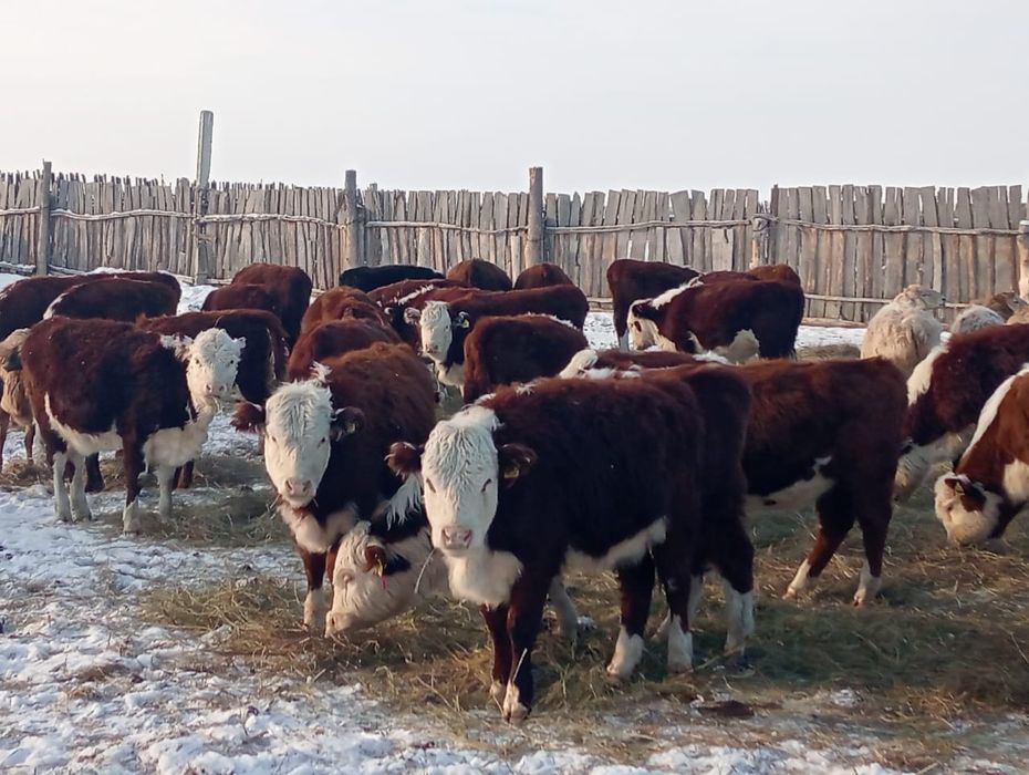 Ақбас таза 50бас