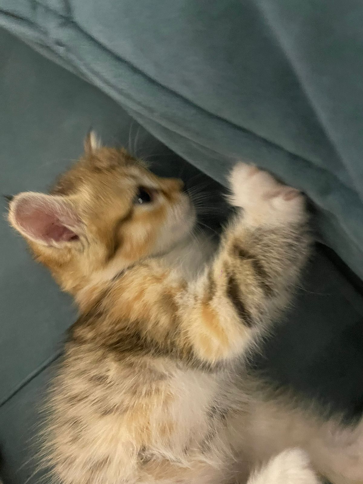 Продам шотландских котят
