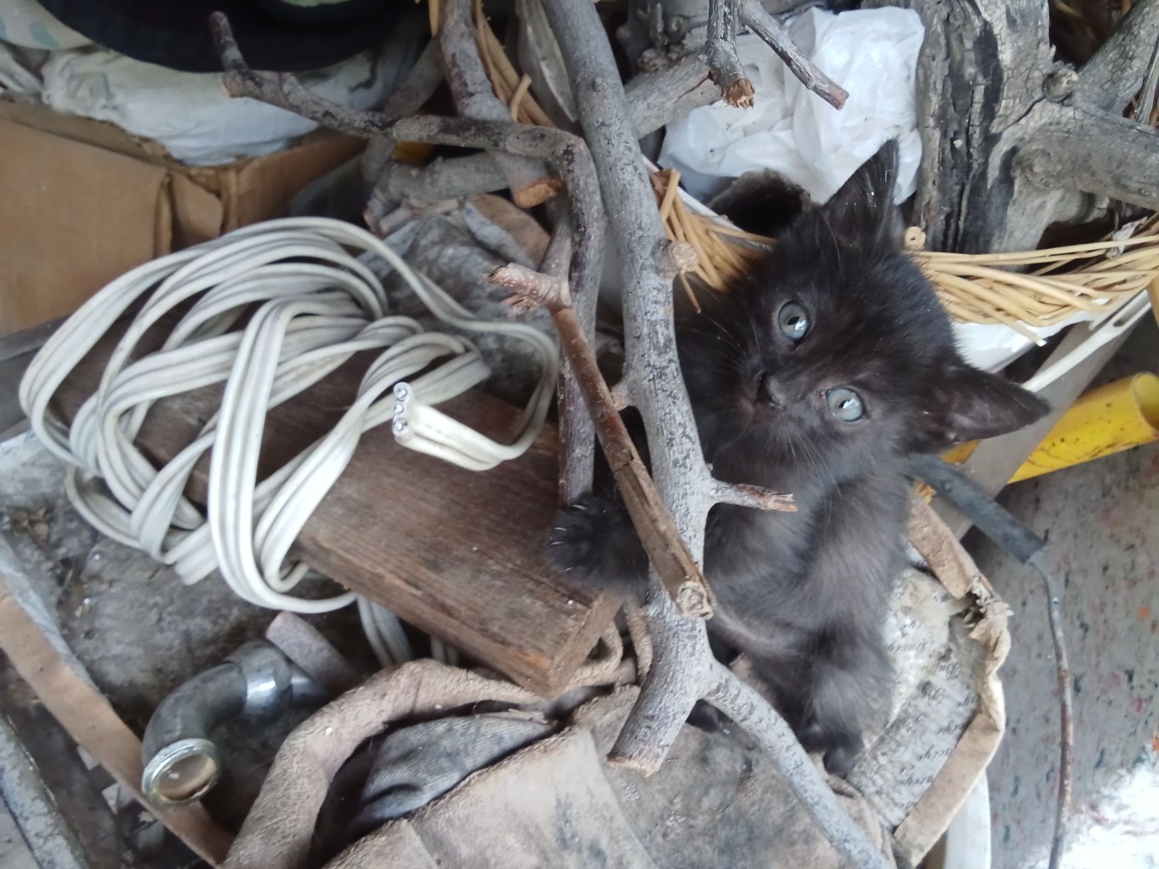 Продаются Котята, которые ловят даже тень пролетающей мухи