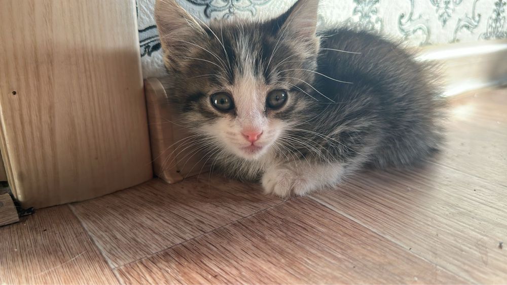 Отдам котенка бесплатно с доставкой