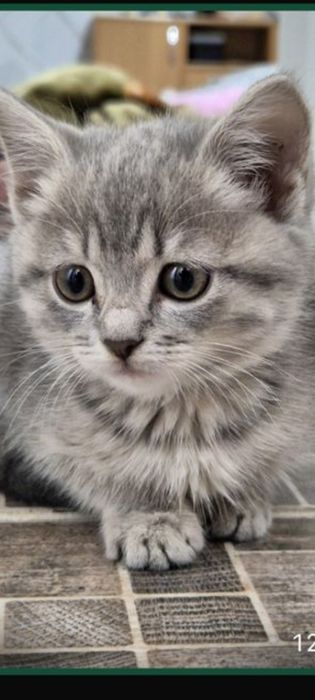 Продам домашних котят