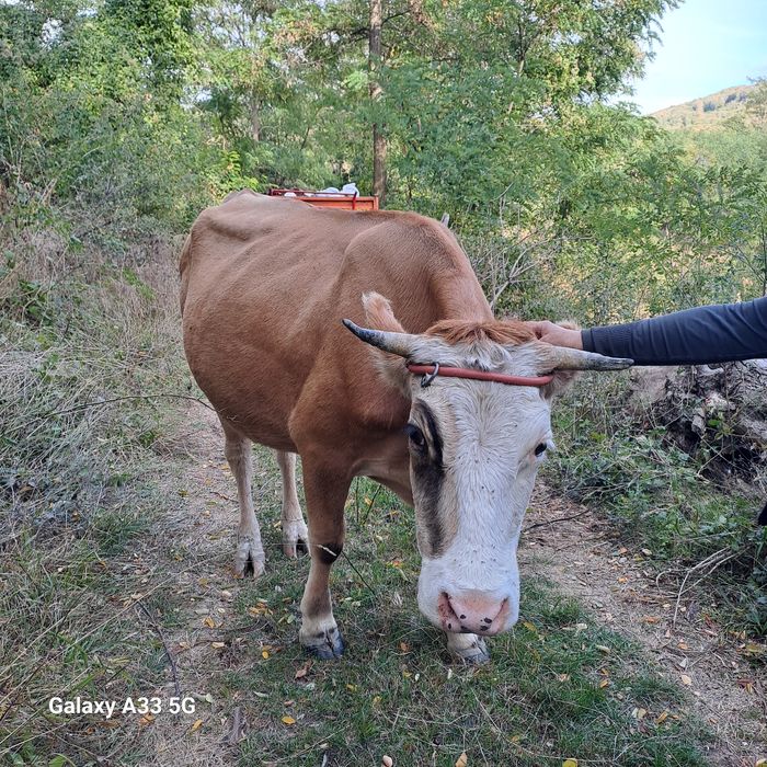 Vând  vaca cu vârsta de 3 ani, primul vicel.