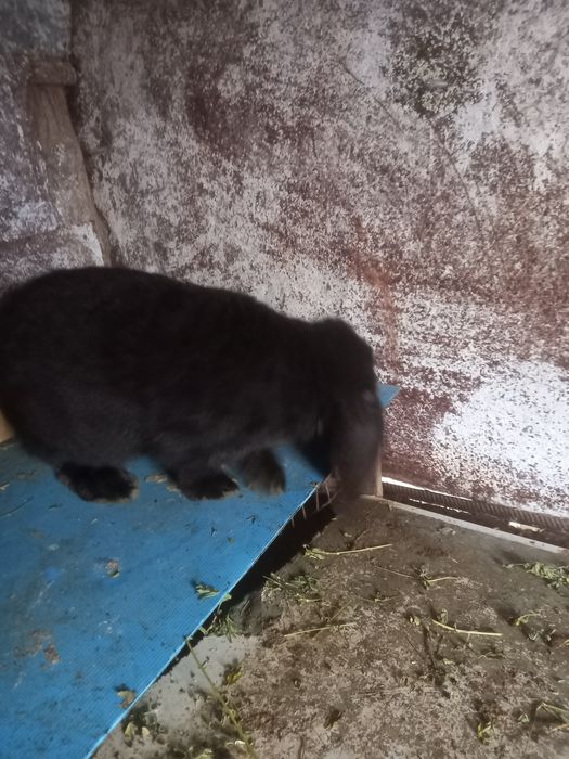 Vînd iepuri berbec german