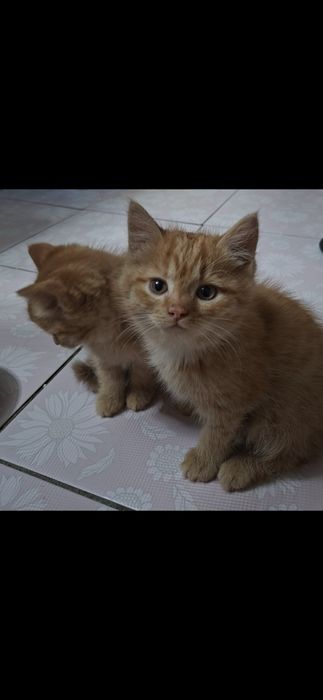 Котята, 2 месяца