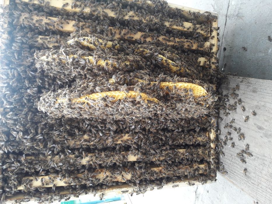 Miere en gross  poliflora 2025