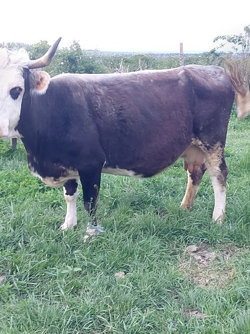 Vaci de vânzare bune de lapte sau vitei de sacrificat