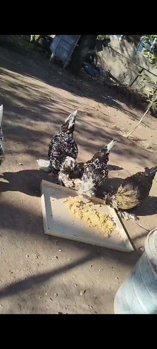 Продам Султанок 2+1  шустрые возраст 5 месяцев привитые привезённые с