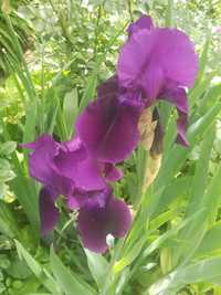 Rizomi de Iris de grădină (preț pt 3 bucăți)