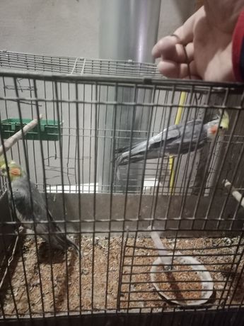 Продам 2 попугая