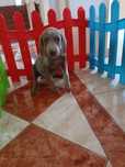 Pui Weimaraner / Brac de Weimar femela