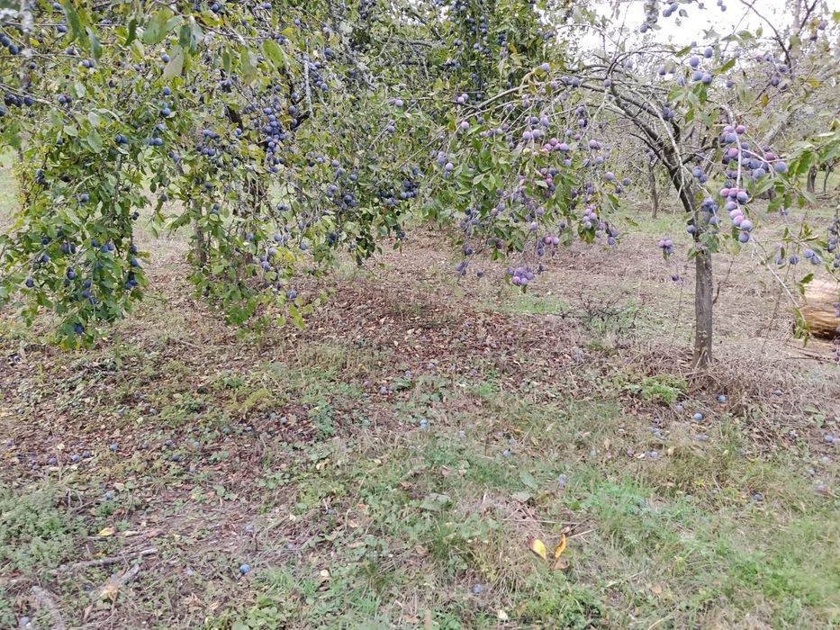 Prune pentru țuică