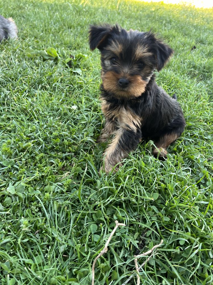 Yorkshire Terrier